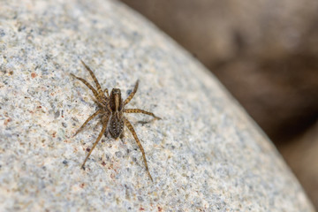 araña marron