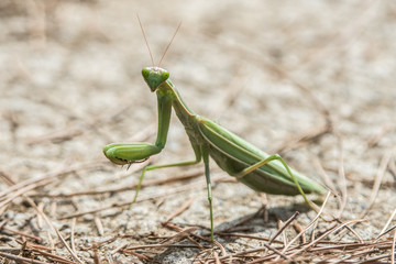 mantis religiosa