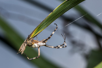 araña tigre