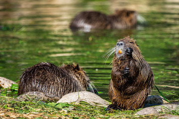 Coypu, Myocastor coypus, also known as river rat or nutria