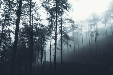 Obraz na płótnie Canvas In the mist and rain forest, darkness