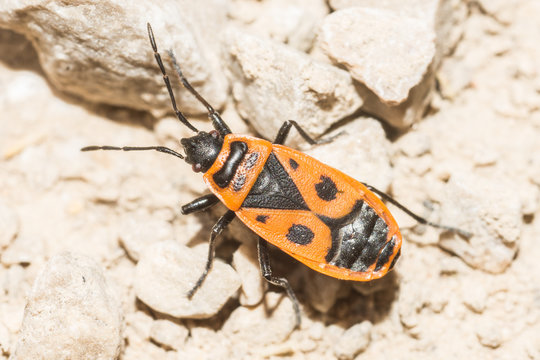 chinche naranja y negro