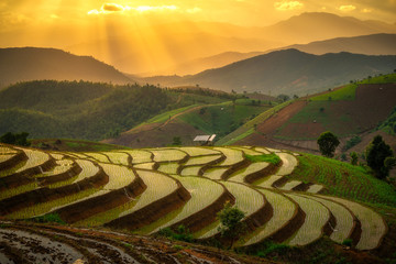 rice terrace during sunset in Chiang Mai, Thailand