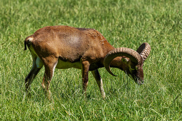 European mouflon, Ovis orientalis musimon. Wildlife animal.