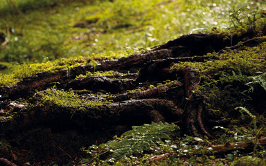 Forest ground roots