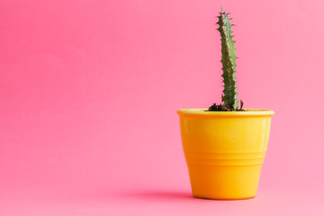Succulent plants on pastel pink background. Flat lay.