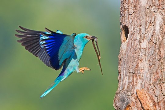 European roller, Coracias garrulus, landing on bark of tree in summer with copyspace. Blue bird with a snake in beak from side view. Wild animal with blurred background.