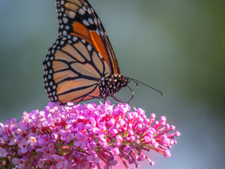 monarch butterfly,Danaus plexippus,
