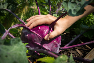 A hand touching a very big cabbage turnip