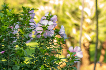 Purple flowers on a bush in the park, closeup. Flowers in the park.