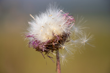 Withered flower of thistle on nature background