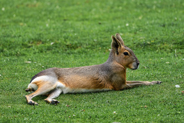 Patagonian Mara, Dolichotis patagonum are large relatives of guinea pigs