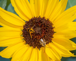 Conservatory Garden i
