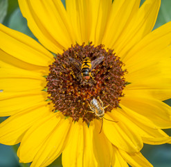 Conservatory Garden i
