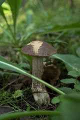 One birch mushroom in a forest.