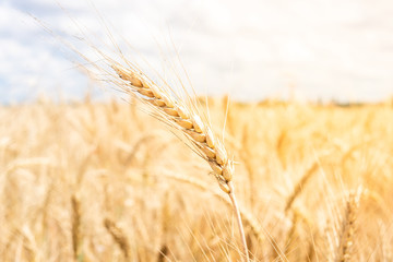 Gold wheat field blue sky