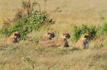 Four cheetahs cheetah Acinonyx jubatus, side face profile, lying on green grass resting. Masai Mara National Reserve savannah grasslands beyond. Count how many. Kenya Africa © Nicola.K.photos