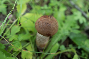 One birch mushroom in a forest.