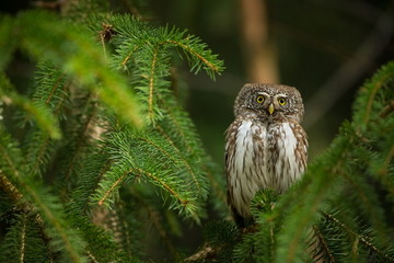 Glaucidium passerinum. It is the smallest owl in Europe. It occurs mainly in northern Europe. But also in Central and Southern Europe. In some mountain areas. Photographed in the Czech Republic. Wild 