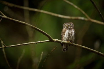 Glaucidium passerinum. It is the smallest owl in Europe. It occurs mainly in northern Europe. But also in Central and Southern Europe. In some mountain areas. Photographed in the Czech Republic. Wild 