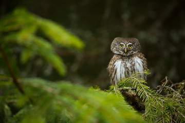 Glaucidium passerinum. It is the smallest owl in Europe. It occurs mainly in northern Europe. But also in Central and Southern Europe. In some mountain areas. Photographed in the Czech Republic. Wild 