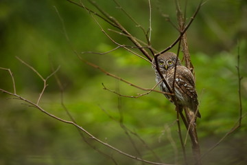 Glaucidium passerinum. It is the smallest owl in Europe. It occurs mainly in northern Europe. But also in Central and Southern Europe. In some mountain areas. Photographed in the Czech Republic. Wild 