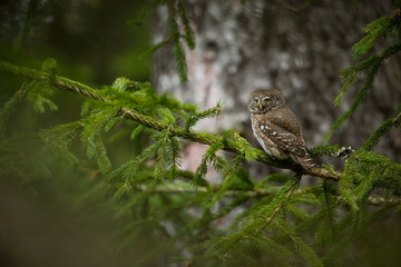 Glaucidium passerinum. It is the smallest owl in Europe. It occurs mainly in northern Europe. But also in Central and Southern Europe. In some mountain areas. Photographed in the Czech Republic. Wild 