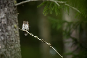 Glaucidium passerinum. It is the smallest owl in Europe. It occurs mainly in northern Europe. But also in Central and Southern Europe. In some mountain areas. Photographed in the Czech Republic. Wild 