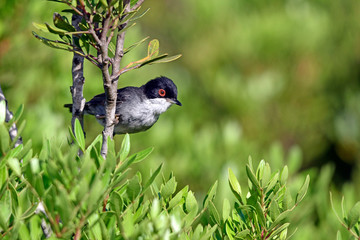 Samtkopf-Grasmücke (Sylvia melanocephala) - Sardinian warbler