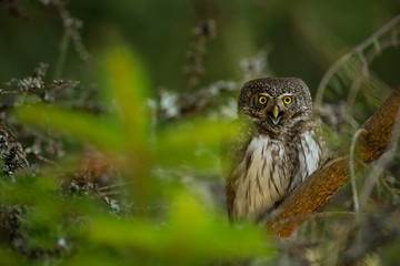 Glaucidium passerinum. It is the smallest owl in Europe. It occurs mainly in northern Europe. But also in Central and Southern Europe. In some mountain areas. Photographed in the Czech Republic. Wild 