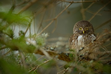 Glaucidium passerinum. It is the smallest owl in Europe. It occurs mainly in northern Europe. But also in Central and Southern Europe. In some mountain areas. Photographed in the Czech Republic. Wild 