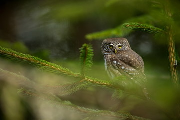Glaucidium passerinum. It is the smallest owl in Europe. It occurs mainly in northern Europe. But also in Central and Southern Europe. In some mountain areas. Photographed in the Czech Republic. Wild 