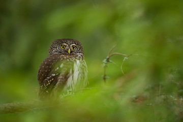 Glaucidium passerinum. It is the smallest owl in Europe. It occurs mainly in northern Europe. But also in Central and Southern Europe. In some mountain areas. Photographed in the Czech Republic. Wild 