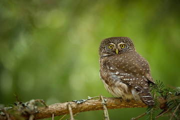 Glaucidium passerinum. It is the smallest owl in Europe. It occurs mainly in northern Europe. But also in Central and Southern Europe. In some mountain areas. Photographed in the Czech Republic. Wild 