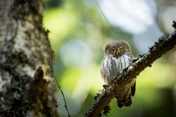 Glaucidium passerinum. It is the smallest owl in Europe. It occurs mainly in northern Europe. But also in Central and Southern Europe. In some mountain areas. Photographed in the Czech Republic. Wild 