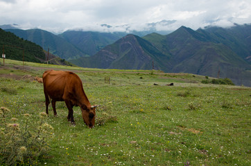 Fototapeta na wymiar Cow graze in the mountains on a green Alpine meadow.