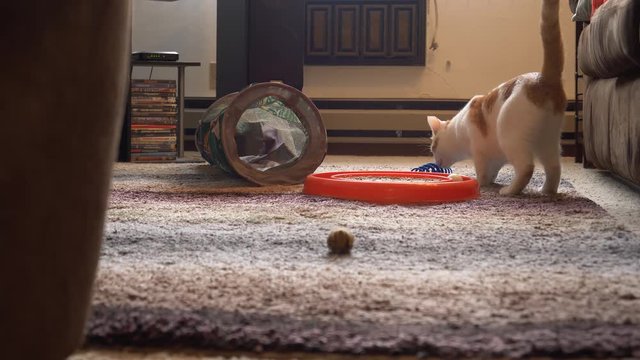 Adorable Young Cat Plays Fetch With Spiral Cat Toy, Kitten Walks Towards Camera Carrying Spring Toy