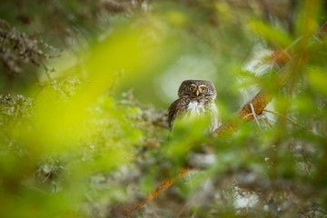 Glaucidium passerinum. It is the smallest owl in Europe. It occurs mainly in northern Europe. But also in Central and Southern Europe. In some mountain areas. Photographed in the Czech Republic. Wild 