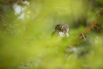 Glaucidium passerinum. It is the smallest owl in Europe. It occurs mainly in northern Europe. But also in Central and Southern Europe. In some mountain areas. Photographed in the Czech Republic. Wild 