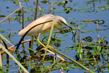 Crayfish heron perched on a branch waiting to fish on the riverbank