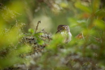 Glaucidium passerinum. It is the smallest owl in Europe. It occurs mainly in northern Europe. But also in Central and Southern Europe. In some mountain areas. Photographed in the Czech Republic. Wild 