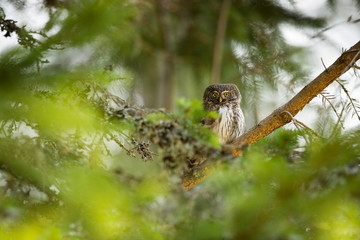 Glaucidium passerinum. It is the smallest owl in Europe. It occurs mainly in northern Europe. But also in Central and Southern Europe. In some mountain areas. Photographed in the Czech Republic. Wild 
