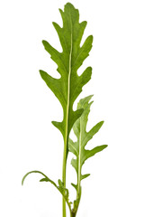 Fresh green arugula (Eruca vesicaria) leaves, isolated on white background. Green eco life diet