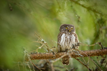 Glaucidium passerinum. It is the smallest owl in Europe. It occurs mainly in northern Europe. But also in Central and Southern Europe. In some mountain areas. Photographed in the Czech Republic. Wild 