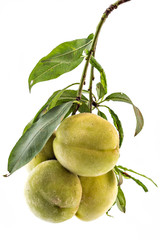Branch of a peach tree with ripe peach fruits, Prunus persica, and green leaves isolated on white background. Vinogradarska breskva. Šeftelija