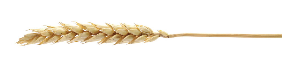 Dry wheat ear, grain isolated on white background