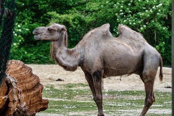 Bactrian camel, Camelus bactrianus in a german zoo