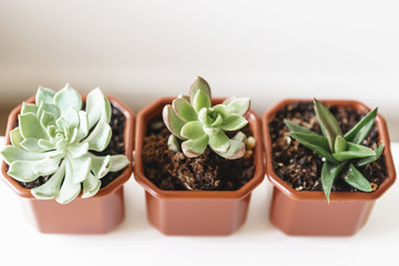 Group of succulent plants in small brown plastic pots indoors