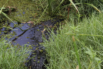 Krokodil, Crocodile, Reptilien, Tiere