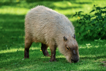 Capybara, Hydrochoerus hydrochaeris grazing on fresh green grass
